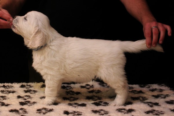 Mr Blue 6 weeks.JPG